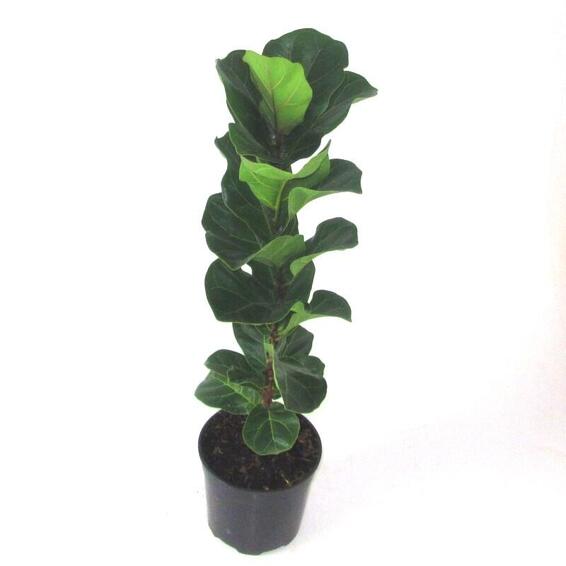 Ficus Lyrata Plant in 30cm Pot