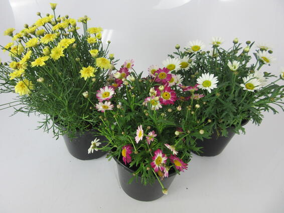 Argyranthemum Madeira Plant 15cm Pot