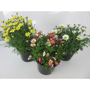 Argyranthemum Madeira Plant 15cm Pot