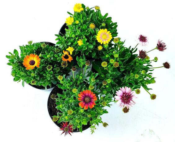 Osteospermum Plant 15cm Pot