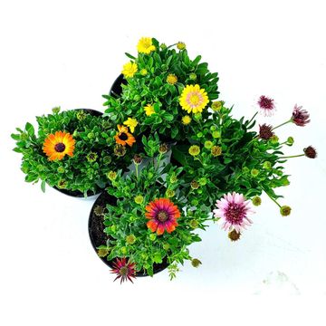 Osteospermum Plant 15cm Pot