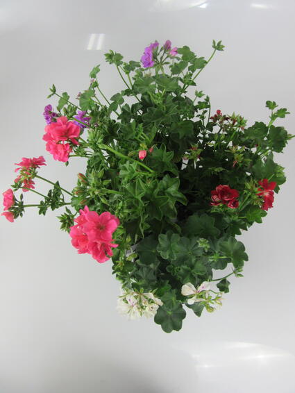 PELARGONIUM IVY 15CM