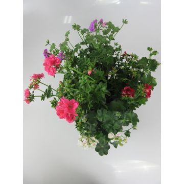 PELARGONIUM IVY 15CM