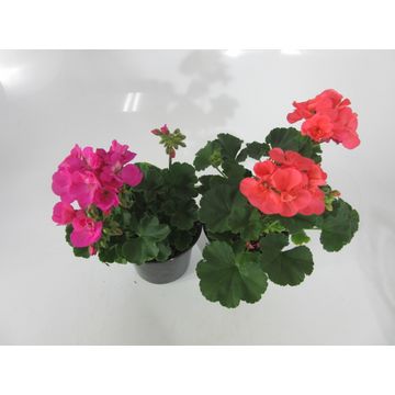 PELRGONUIM/ZONAL15CM