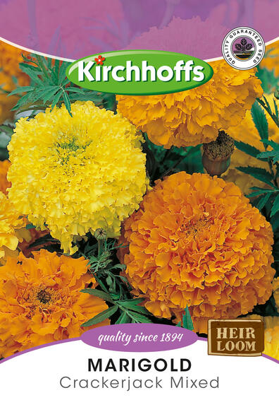Kirchhoffs seed flower marigold cracker jack