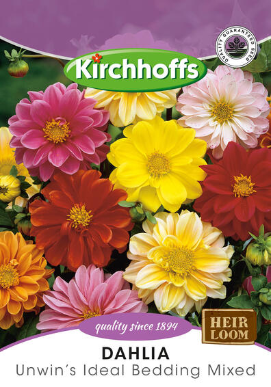 Kirchhoffs seed flower dhalia unwins ideal