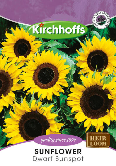 Kirchhoffs seed flower sunflower dwarf sunspot