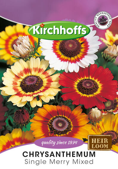 Kirchhoffs seed flower chrysanthemum single