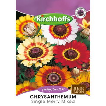 Kirchhoffs seed flower chrysanthemum single