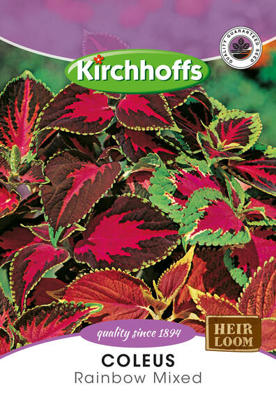 Kirchhoffs seed flower coleus rainbow hybrids