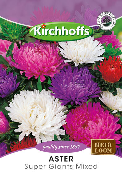 Kirchhoffs seed flower aster super giant mix