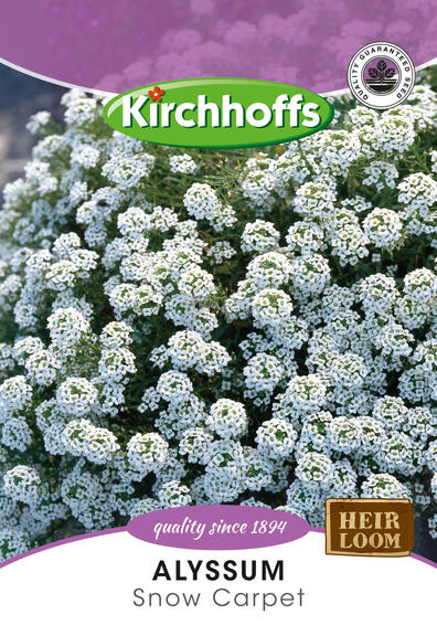 Kirchhoffs seed flower alyssum snow carpet