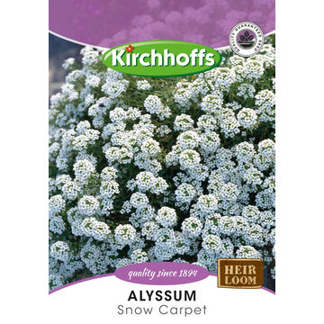 Kirchhoffs seed flower alyssum snow carpet