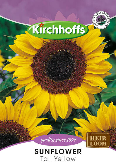 Kirchhoffs seed flower sunflower tall yellow