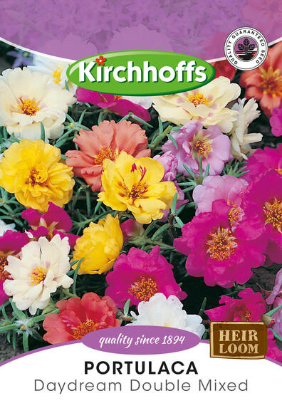 Kirchhoffs seed flower portulaca daydream