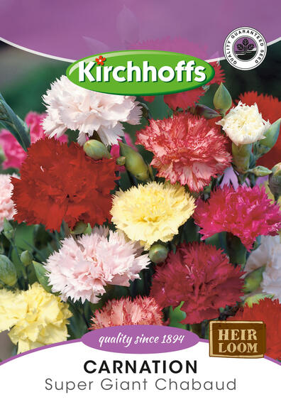 Kirchhoffs seed flower carnation super giant chabaud
