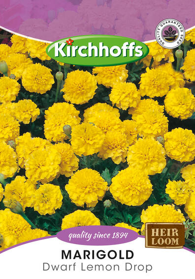 Kirchhoffs seed flower marigold dwarf lemon