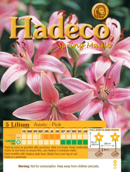 LILIUM ASIATIC SOFT PINK
