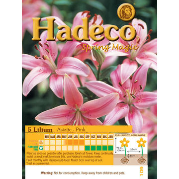 LILIUM ASIATIC SOFT PINK