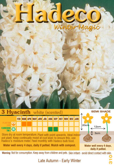 HYACINTHS - WHITE