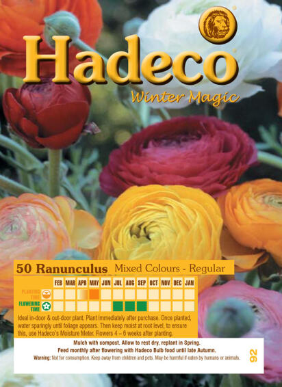 RANUNCULUS MIXED ECONOMY