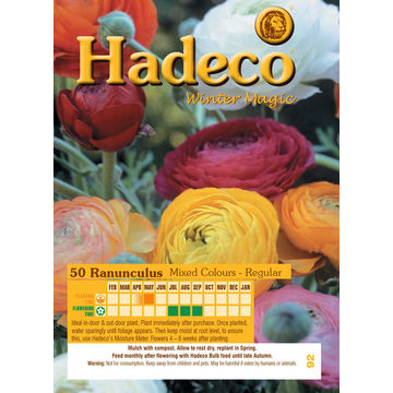 RANUNCULUS MIXED ECONOMY