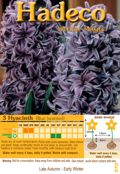 HYACINTHS BLUE