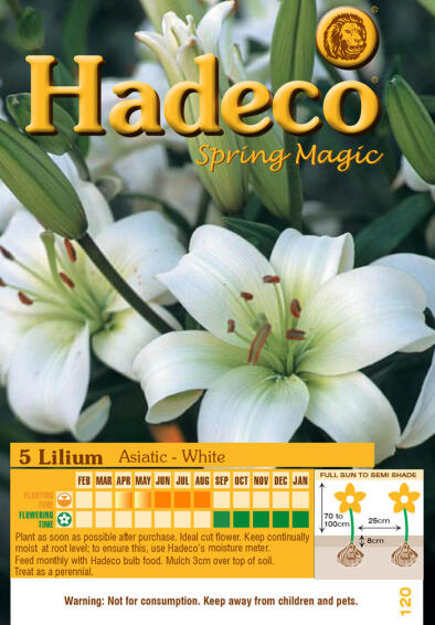 LILIUM ASIATIC WHITE