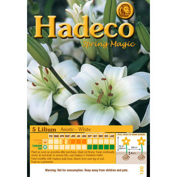 LILIUM ASIATIC WHITE