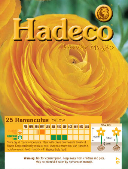 RANUNCULUS YELLOW