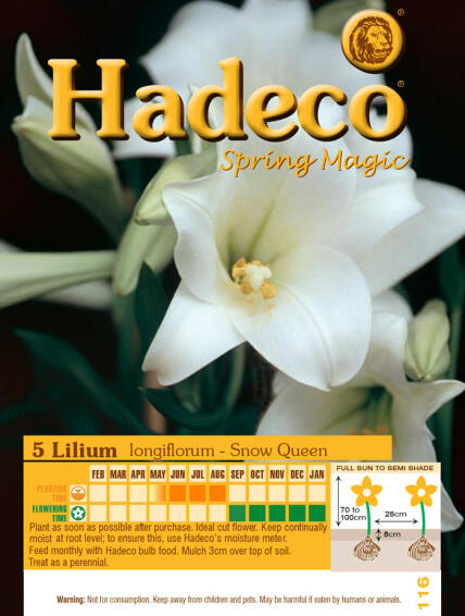 LILIUM LONGIFLORUM SNOW QUEEN WHITE