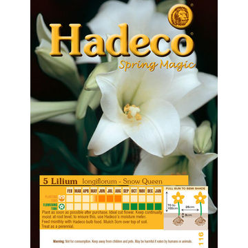 LILIUM LONGIFLORUM SNOW QUEEN WHITE