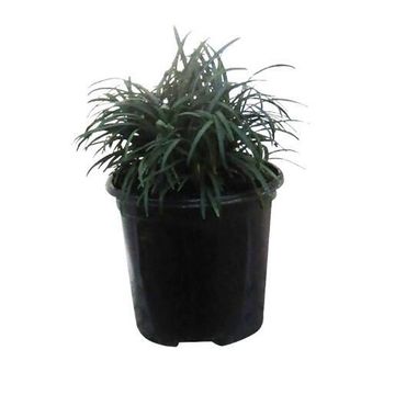 OPHIOPOGON KYOTO DWARF MONDO GRASS 12CM