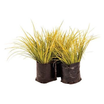 ACORUS GOLDEN EDGE GRASS 12CM