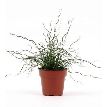 JUNCUS SPIRALIS TWISTER GRASS 12CM