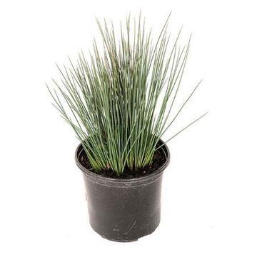 JUNCUS BLUE DART GRASS 12CM