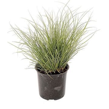 CAREX PHOENIX GRASS 12CM