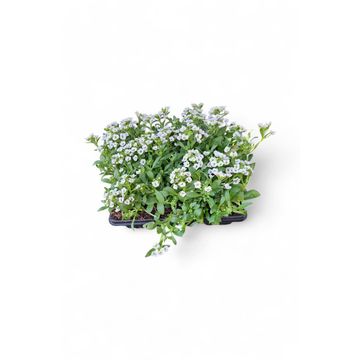 ALYSSUM SNOW CRYSTAL WHITE 12CM
