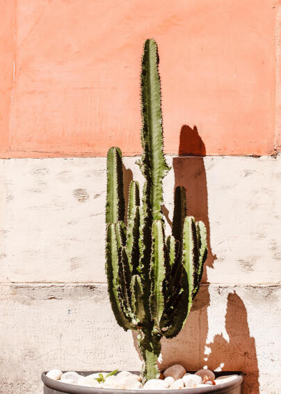 PLEXI GLASS 80X120 CACTUS