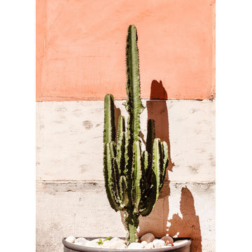 PLEXI GLASS 80X120 CACTUS