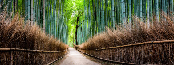 Wall Art Deco Glass Green Road 30x80cm