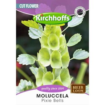 Kirchhoffs cut flowers molucella pixie