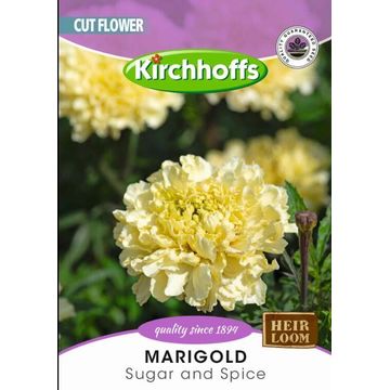 Kirchhoffs cut flowers marigold sugar