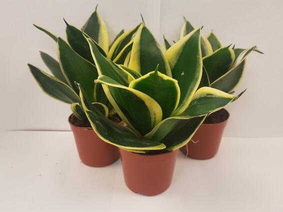 SANSEVERIA FUTURISTA 9CM