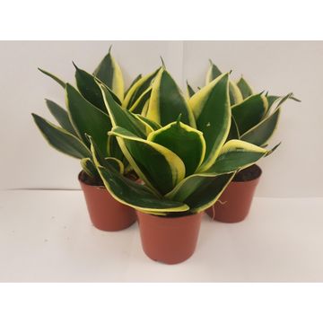 SANSEVERIA FUTURISTA 9CM