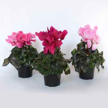 CYCLAMEN 14CM