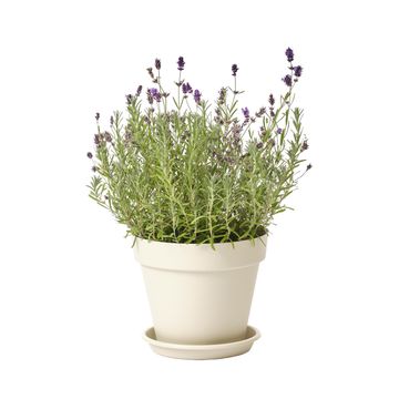Geolia round plastic pot diam 25 cm
