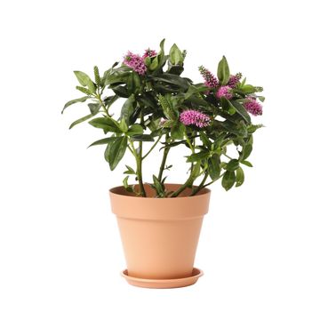 GEOLIA ROUNDT/C PLASTIC POT DIAM 16CM