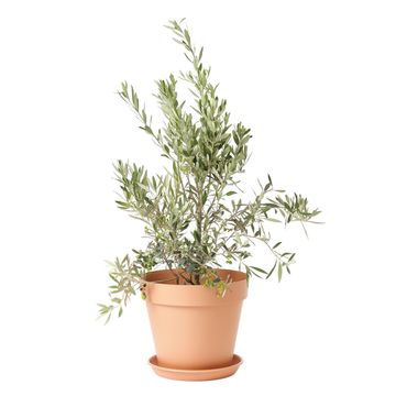 GEOLIA ROUND PLASTIC SAUCER 35 CM COTTA