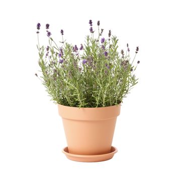 Geolia round t/c plastic pot diam 25cm
